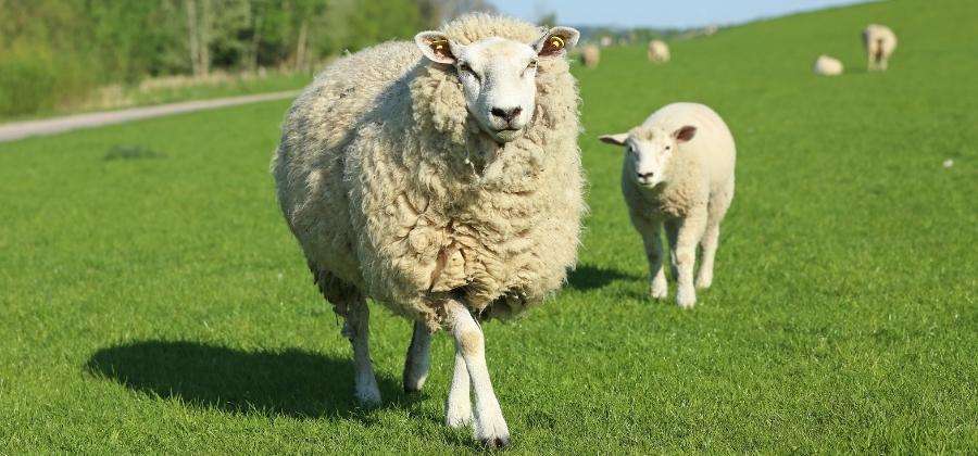 Kolik stojí ovce? Vyplatí se ji pořídit místo sekačky?